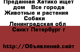 Преданная Хатико ищет дом - Все города Животные и растения » Собаки   . Ленинградская обл.,Санкт-Петербург г.